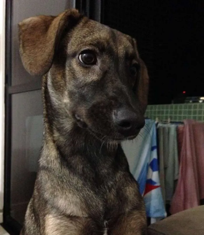 Cachorro raça SRD idade 7 a 11 meses nome Nino