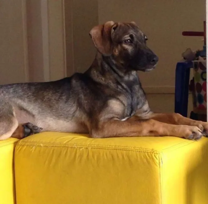 Cachorro raça SRD idade 7 a 11 meses nome Nino