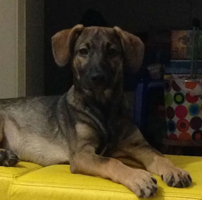 Cachorro raça SRD idade 7 a 11 meses nome Nino