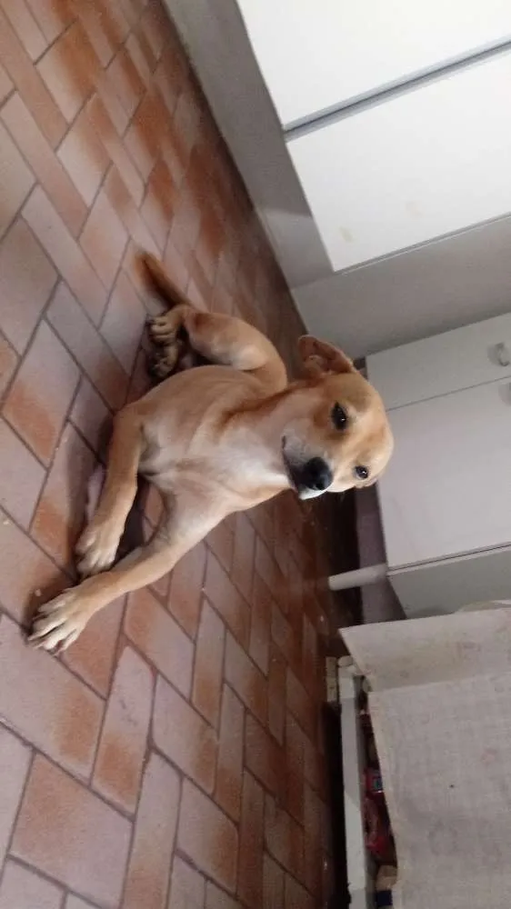 Cachorro ra a Vira -lata idade 1 ano nome Glenn