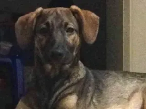 Cachorro raça SRD idade 7 a 11 meses nome Nino