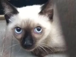 Gato raça SRD idade Abaixo de 2 meses nome Menino