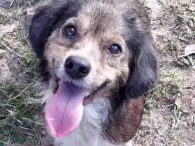 Cachorro raça SRD idade 2 anos nome TAMPINHA