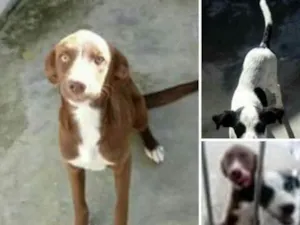 Cachorro raça Vira lata idade 2 a 6 meses nome Luna e Zoe
