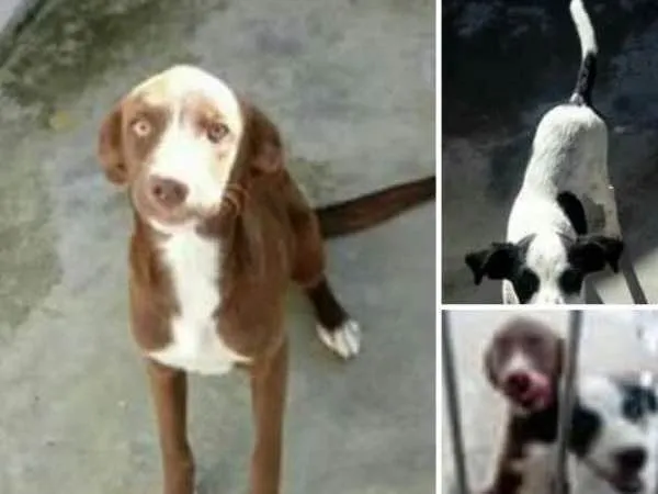 Cachorro ra a Vira lata idade 2 a 6 meses nome Luna e Zoe