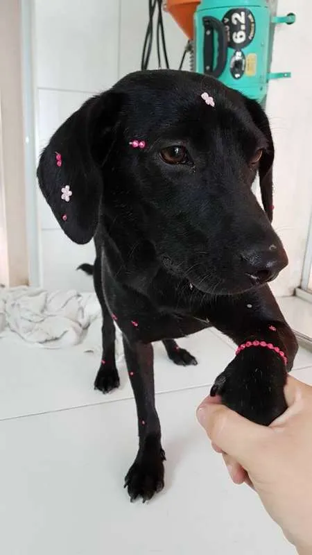 Cachorro raça srd idade 7 a 11 meses nome Lolla