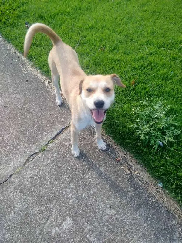 Cachorro ra a Vira Lata idade 2 anos nome Amarelo