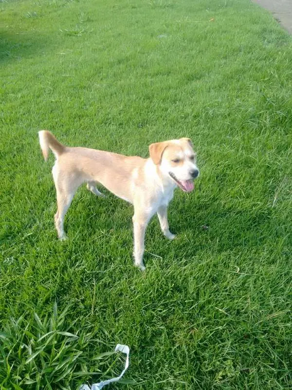Cachorro ra a Vira Lata idade 2 anos nome Amarelo