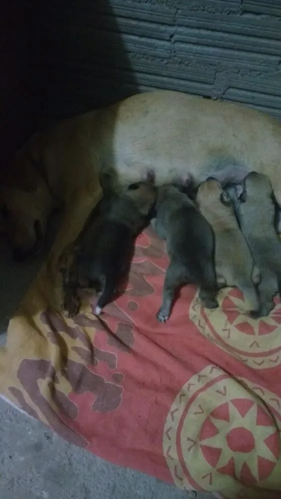 Cachorro ra a Vira latas  idade Abaixo de 2 meses nome Não tem os nomes