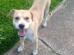 Cachorro raça Vira Lata idade 2 anos nome Amarelo