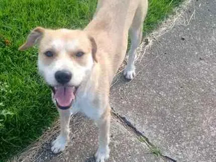 Cachorro ra a Vira Lata idade 2 anos nome Amarelo