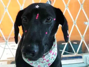 Cachorro raça srd idade 7 a 11 meses nome Lolla