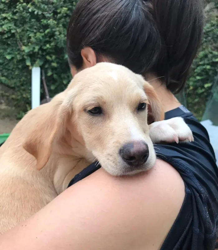 Cachorro ra a SRD idade  nome Vermelho