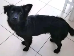 Cachorro raça Sem definição idade 7 a 11 meses nome Belara