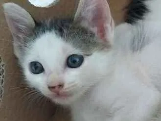 Gato ra a Sem identificação idade 2 a 6 meses nome Sem nomes