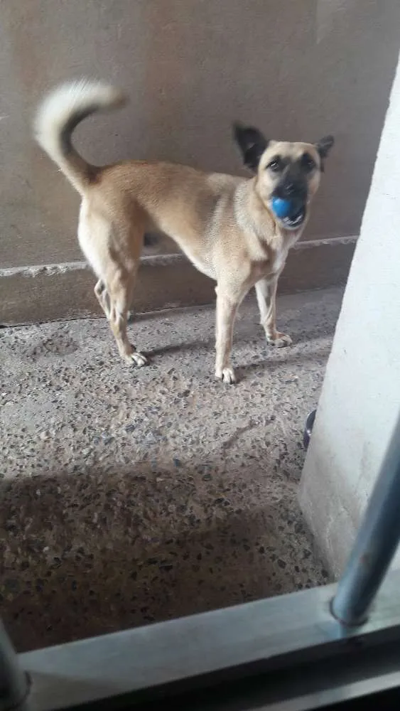 Cachorro raça Raça indefinida  idade 1 ano nome Billy 