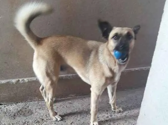Cachorro raça Raça indefinida  idade 1 ano nome Billy 