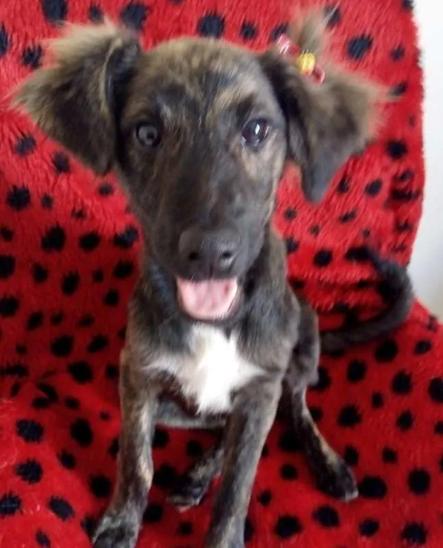 Cachorro ra a SRD idade 2 a 6 meses nome DOCINHO