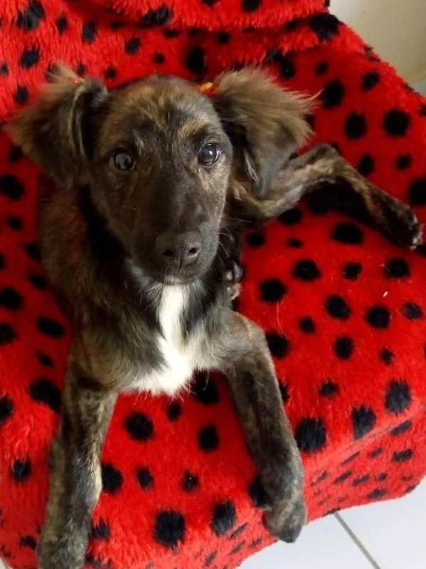Cachorro ra a SRD idade 2 a 6 meses nome DOCINHO