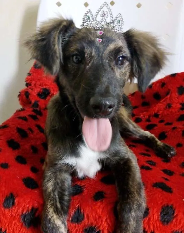 Cachorro ra a SRD idade 2 a 6 meses nome DOCINHO