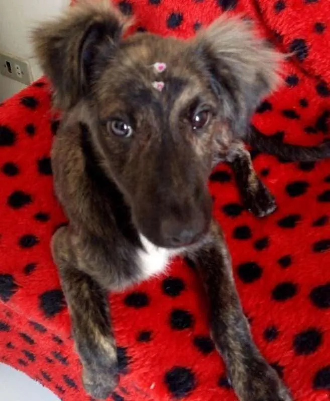 Cachorro ra a SRD idade 2 a 6 meses nome DOCINHO