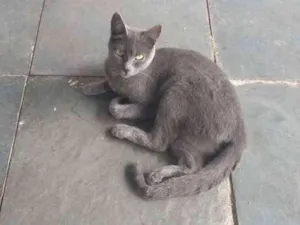 Gato raça  idade 1 ano nome Jolie