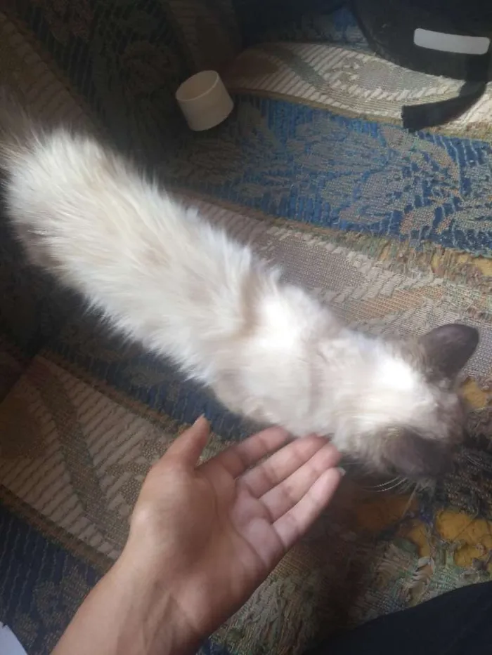 Gato ra a Siamês idade 7 a 11 meses nome Marie
