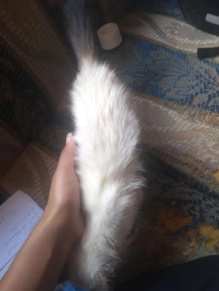 Gato ra a Siamês idade 7 a 11 meses nome Marie