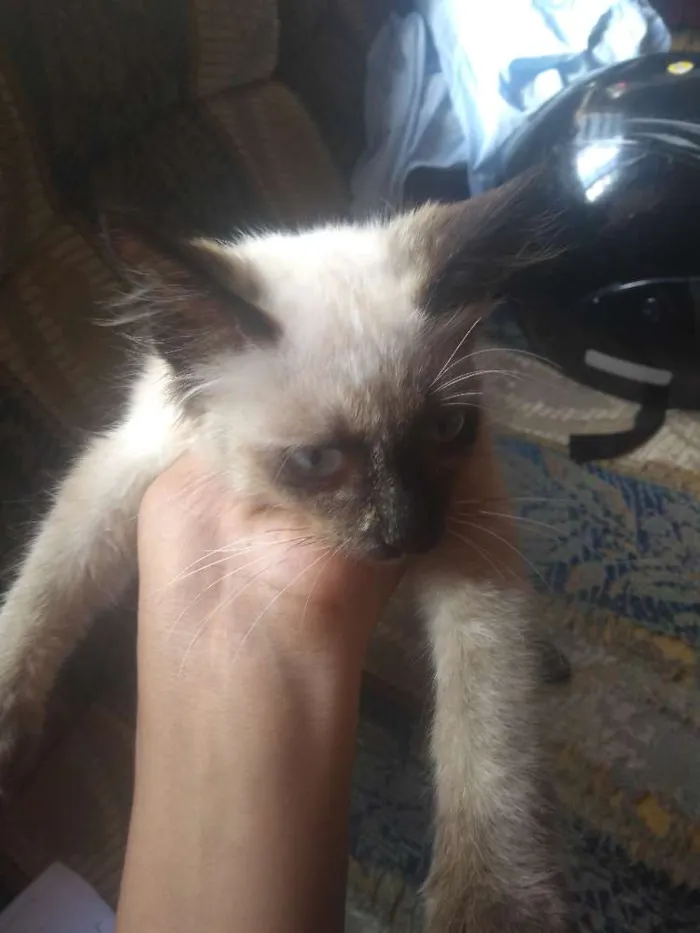 Gato ra a Siamês idade 7 a 11 meses nome Marie