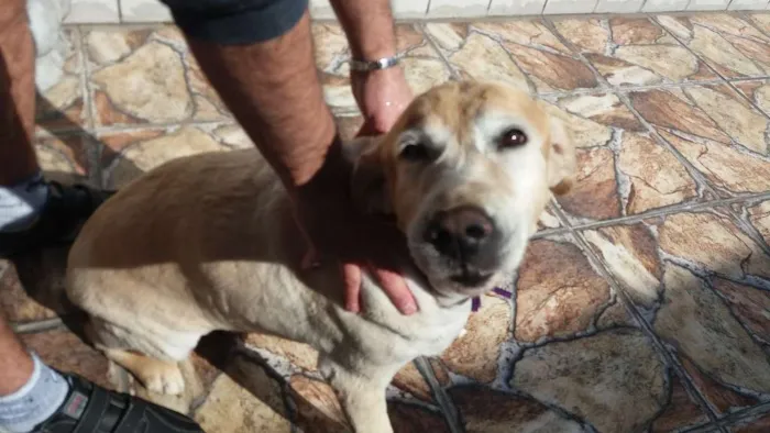 Cachorro ra a Golden idade 6 ou mais anos nome Zara