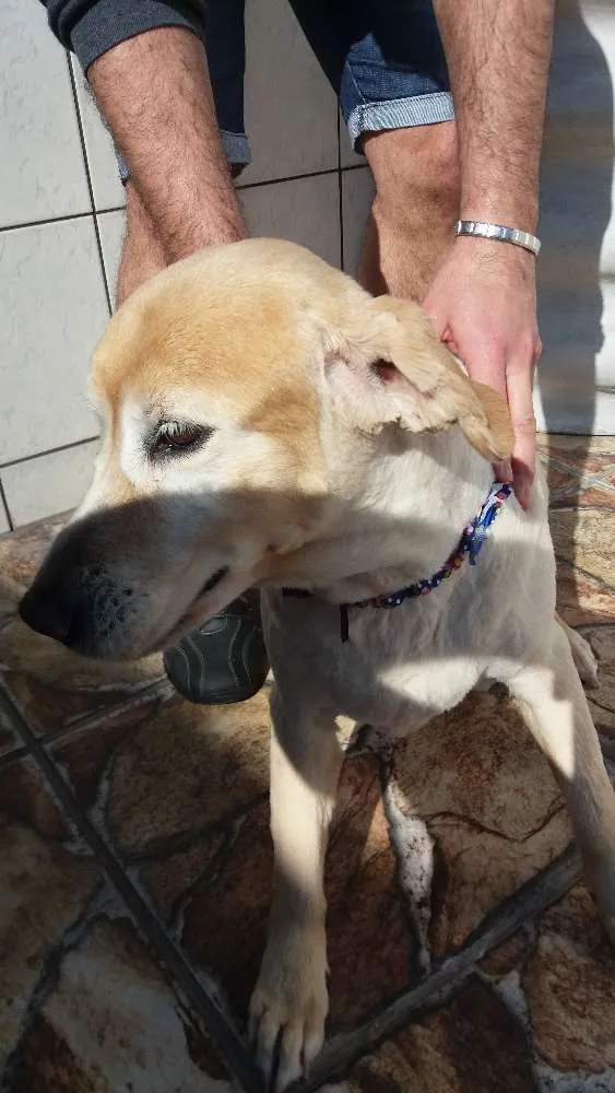 Cachorro ra a Golden idade 6 ou mais anos nome Zara