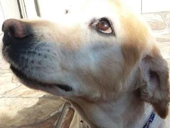 Cachorro ra a Golden idade 6 ou mais anos nome Zara