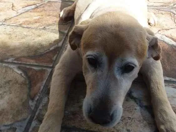 Cachorro ra a Golden idade 6 ou mais anos nome Zara