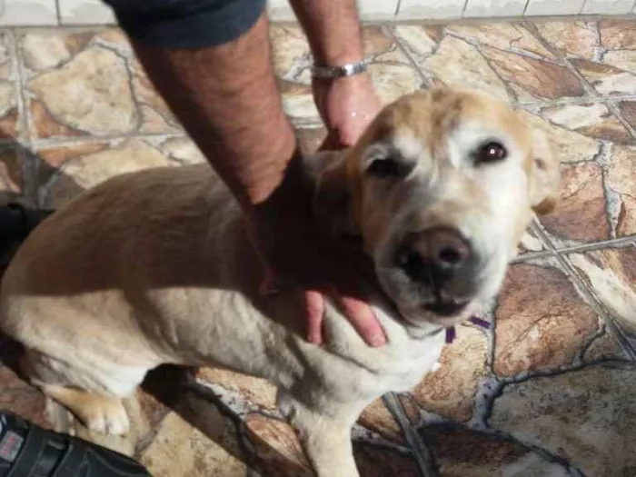 Cachorro ra a Golden idade 6 ou mais anos nome Zara