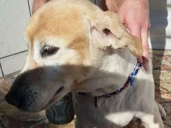 Cachorro ra a Golden idade 6 ou mais anos nome Zara