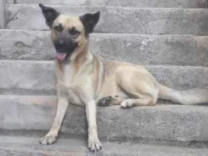Cachorro raça Raça indefinida  idade 1 ano nome Billy 