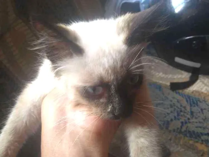 Gato ra a Siamês idade 7 a 11 meses nome Marie
