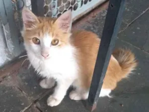 Gato raça  idade 2 a 6 meses nome Sem nome