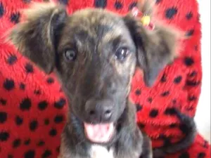 Cachorro raça SRD idade 2 a 6 meses nome DOCINHO