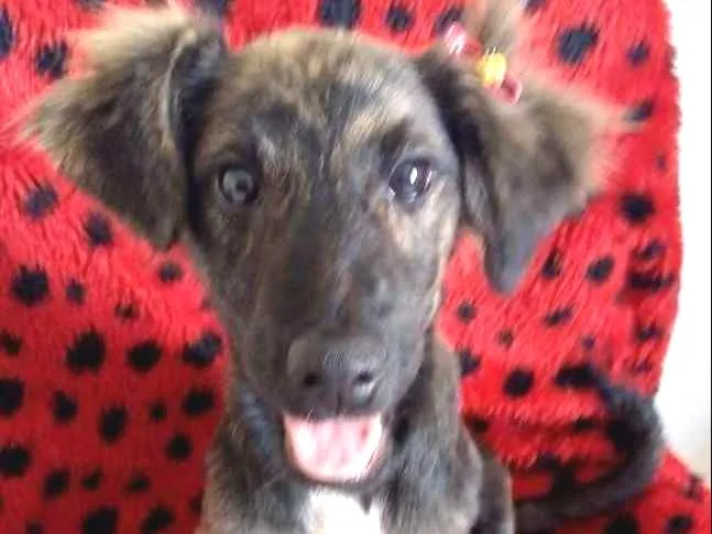 Cachorro ra a SRD idade 2 a 6 meses nome DOCINHO