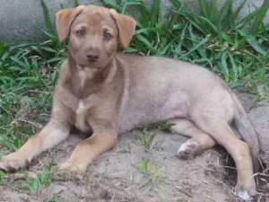 Cachorro raça S.R.D idade 2 a 6 meses nome Sem nome