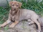 Cachorro raça S.R.D idade 2 a 6 meses nome Sem nome