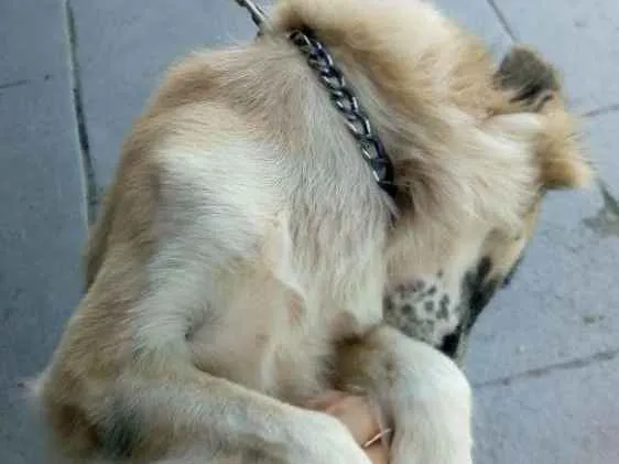 Cachorro ra a Labrador com pastor alemão idade 5 anos nome Trovão