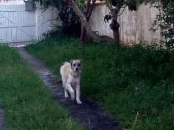 Cachorro ra a Labrador com pastor alemão idade 5 anos nome Trovão