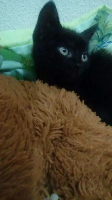 Cachorro ra a --- idade Abaixo de 2 meses nome Sem nome