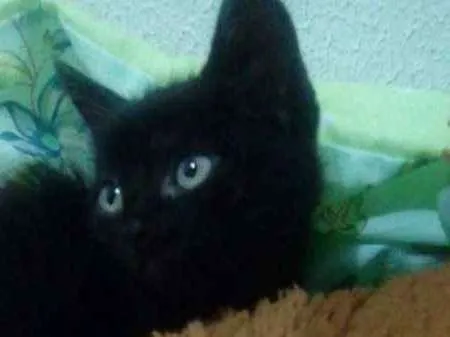 Cachorro ra a --- idade Abaixo de 2 meses nome Sem nome