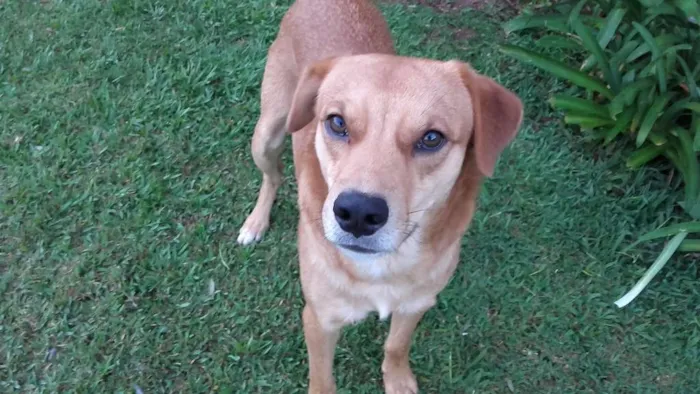 Cachorro ra a vira-lata idade 2 anos nome Dom