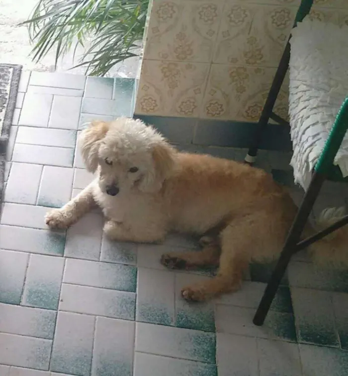 Cachorro ra a poodle idade 6 ou mais anos nome Bernar