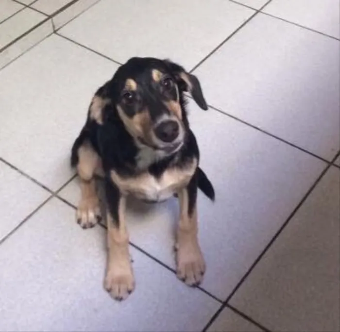 Cachorro ra a SRD idade  nome Lolita