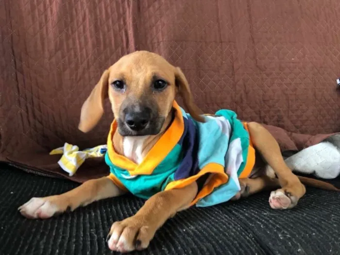 Cachorro ra a SRD idade  nome Branco